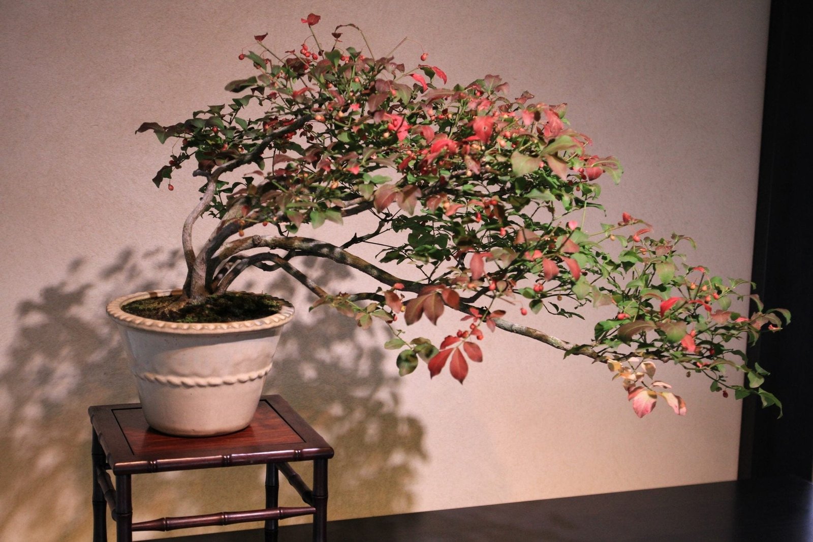 Displaying Bonsai Trees