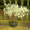 Dogwood Bonsai Tree