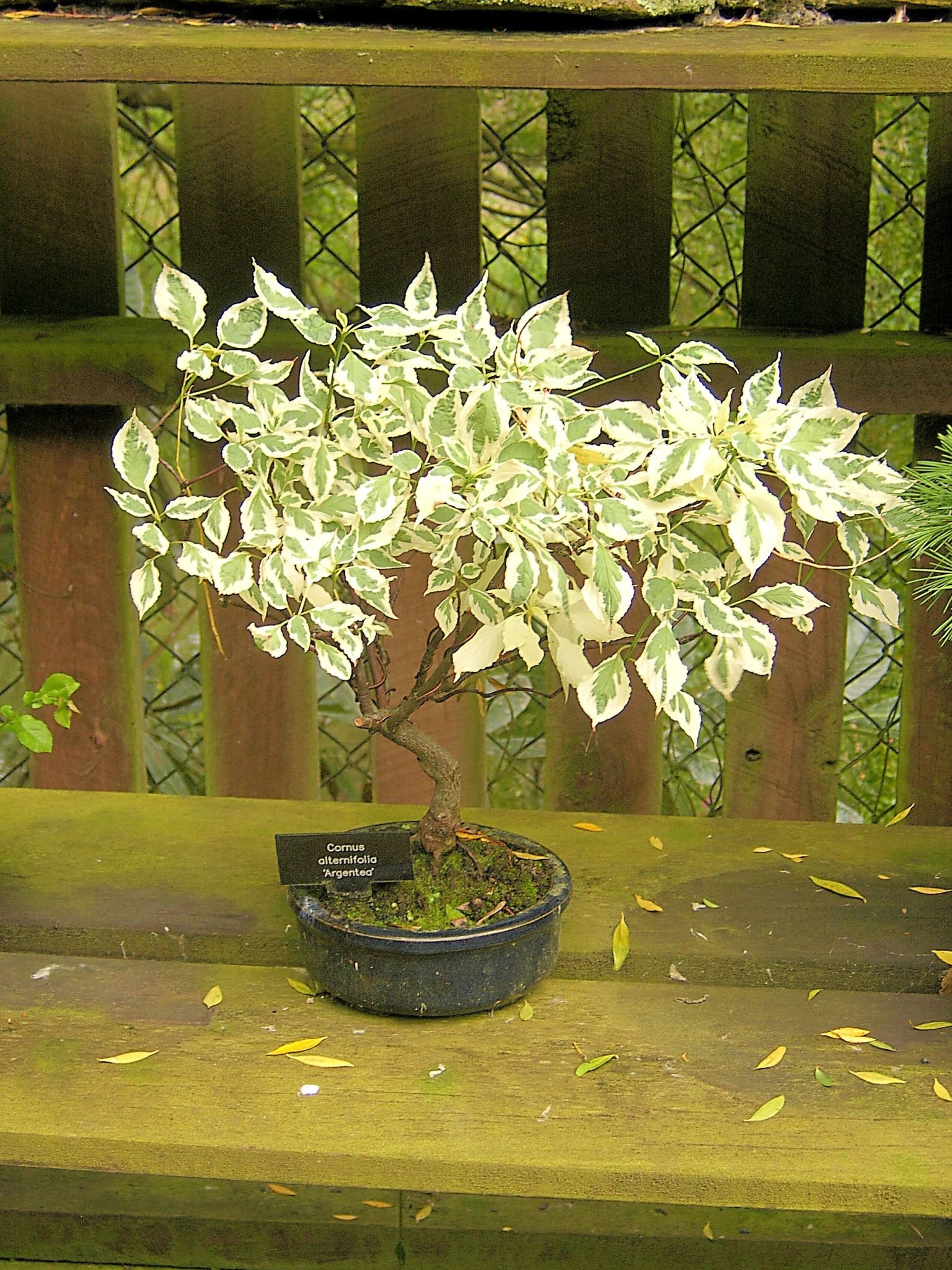 Dogwood Bonsai Trees Bonsai Tree Gardener