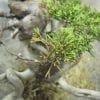 How To Care For A Dying or Sick Juniper Bonsai Tree
