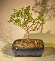 are ponytail palms safe for cats Ponytail Palm