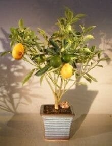 Kumquat Bonsai Tree For Sale - Variegated (fortunella japonica 'marumi')