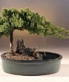 Juniper Bonsai Tree For Sale in a Water Bonsai Pot - Large (juniper procumbens nana)