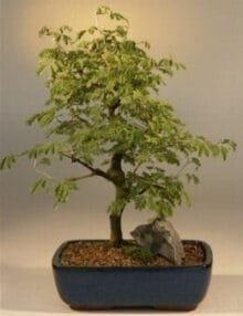 Flowering Brazilian Raintree Bonsai Tree For Sale Large (pithecellobium tortum)