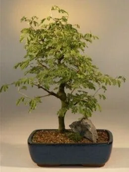 Flowering Brazilian Raintree Bonsai Tree For Sale Large (pithecellobium tortum)