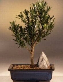 Flowering Podocarpus Bonsai Tree For Sale - Dwarf Pringles Upright Style - Large (podocarpus macrophyllus)