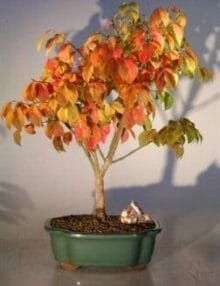 Burning Bush Bonsai Tree For Sale (euonymous 'little moses')