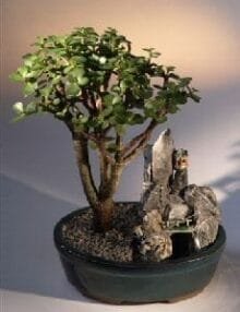 Baby Jade Bonsai Tree For Sale Stone Landscape Scene (portulacaria afra)