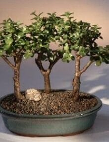 Baby Jade Bonsai Tree For Sale - 3 Bonsai Tree Group (portulacaria afra)