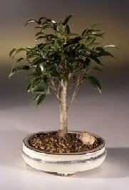 Ficus Midnight Bonsai Tree For Sale- Medium (benjamina 'midnight')