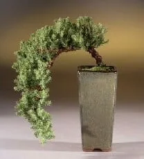 Juniper Bonsai Tree For Sale - Cascade Style