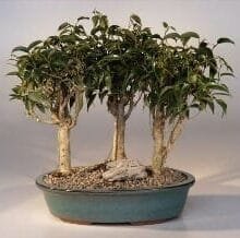 Oriental Ficus Bonsai Tree For Sale - 3 Tree Group (ficus benjamina 'orientalis')