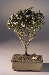 Flowering Mount Fuji Serissa Bonsai Tree For Sale - Large (serissa foetida)