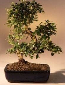 Fukien Tea Flowering Bonsai Tree For Sale - Large Curved Trunk Style (ehretia microphylla)