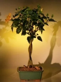 Flowering Mango Mist Tropical Hibiscus Bonsai Tree For Sale - Braided Trunk Style (rosa sinensis)