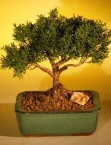 Shimpaku Bonsai Tree For Sale Bonsai Tree For Sale - Large (shimpaku itoigawa)