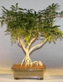 Hawaiian Umbrella Bonsai Tree For Sale - Large Exposed Roots (arboricola schefflera 'luseanne')
