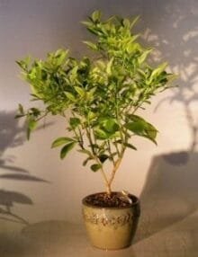 Blood Orange Bonsai Tree For Sale ('citrus sinensis')