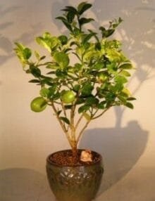 Key Lime Bonsai Tree For Sale (citrus aurantifolia)