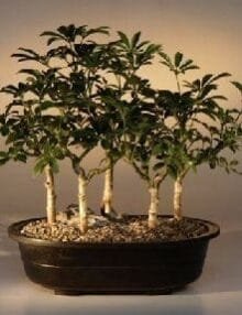 Hawaiian Umbrella Bonsai Tree For Sale Five Tree Forest Group (arboricola schefflera 'luseanne')