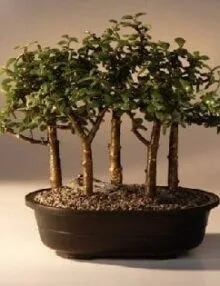 Baby Jade Bonsai Tree For Sale Five Tree Forest Group (Portulacaria Afra)