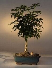 Hawaiian Umbrella Bonsai Tree For Sale Braided Twist (Arboricola Schefflera 'Luseanne')