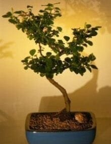 Flowering Lavender Star Flower Bonsai Tree For Sale - Large (Grewia Occidentalis)