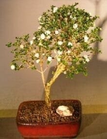 Flowering Snow Rose Serissa Bonsai Tree For Sale - Large (serissa foetida)