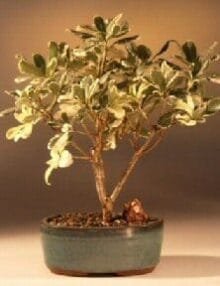 Flowering Japanese Mock Orange Bonsai Tree For Sale - Variegated (pittosporum tobira variegata)