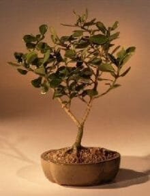 Flowering Tropical Dwarf Apple Bonsai Tree For Sale - Large (clusia rosea 'nana')