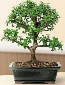 Lemon Cypress Bonsai Tree For Sale Three Tree Forest Group (cupressus  macrocarpa) - Bonsai Tree Gardener