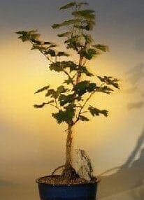 Grapevine Bonsai Tree