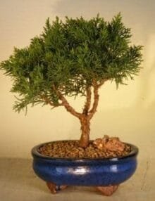 Shimpaku Bonsai Tree For Sale - Medium (shimpaku itoigawa)