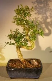 Chinese Flowering White Serissa - Large Bonsai Tree For Sale Of A Thousand Stars S Shaped Trunk (Serissa Japonica)