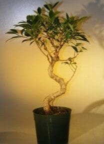 Pre Bonsai Ficus Retusa Bonsai Tree For Sale- Large Curved Trunk Style