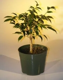 Pre Bonsai Ficus Midnight Bonsai Tree For Sale - Large (benjamina 'midnight')