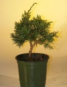 Pre Bonsai Shimpaku Bonsai Tree For Sale - Small (shimpaku itoigawa)