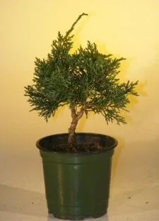 Pre Bonsai Shimpaku Bonsai Tree For Sale - Small (shimpaku itoigawa)
