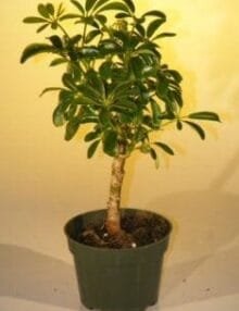 Pre Bonsai Hawaiian Umbrella Bonsai Tree For Sale - Small (arboricola schefflera 'luseanne')