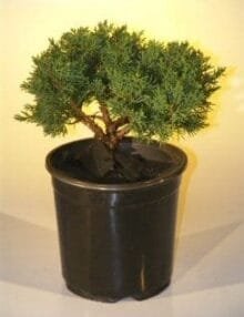 Pre Bonsai Shimpaku Bonsai Tree For Sale Bonsai Tree For Sale - Medium (shimpaku itoigawa)