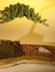 Juniper Bonsai Tree For Sale Planted on a Rock Slab (juniper procumbens nana)
