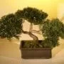 Artificial Japanese Cedar Bonsai Tree For Sale #1