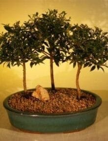 Flowering Brush Cherry Bonsai Tree For Sale Three (3) Tree Forest Group (eugenia myrtifolia)