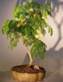 Flowering Brazilian Raintree Bonsai Tree For Sale - Medium (pithecellobium tortum)