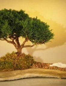 Shimpaku Juniper Bonsai Tree For Sale Planted on a Rock Slab (juniperus chinensis)