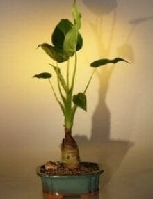 Buddha's Ear Bonsai Tree For Sale (alocacia cuculata)