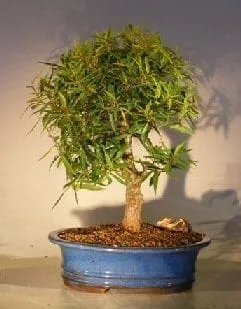 chinese money plants near me Chinese Money Plant main image 0