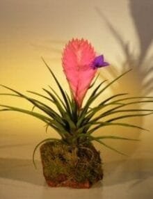 Pink Quill Bromeliad Bonsai Tree For Sale in Lava Rock (tillandsia cyanea)