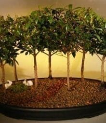 Flowering Brush Cherry Bonsai Tree For Sale Seven Tree Forest Group (eugenia myrtifolia)
