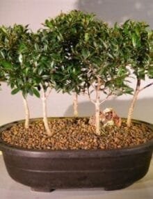 Flowering Brush Cherry Bonsai Tree For Sale Five Tree Forest Group (eugenia myrtifolia)